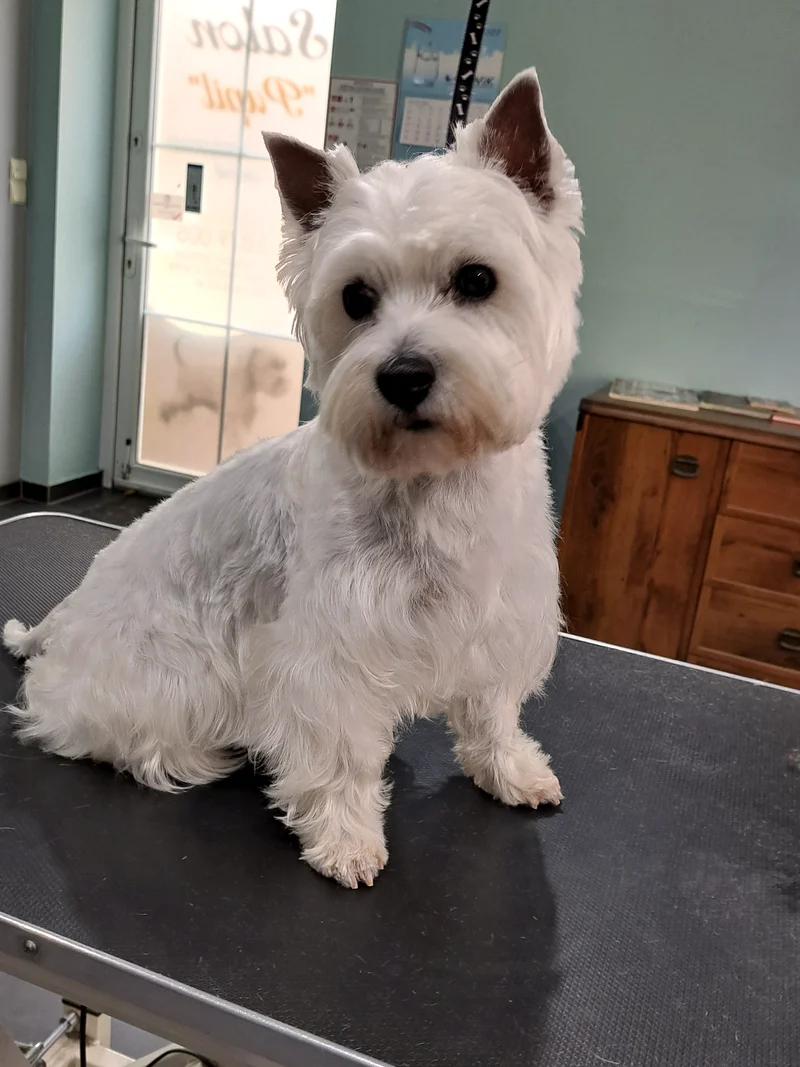 West Highland White Terrier po strzyżeniu w Salonie Pupil