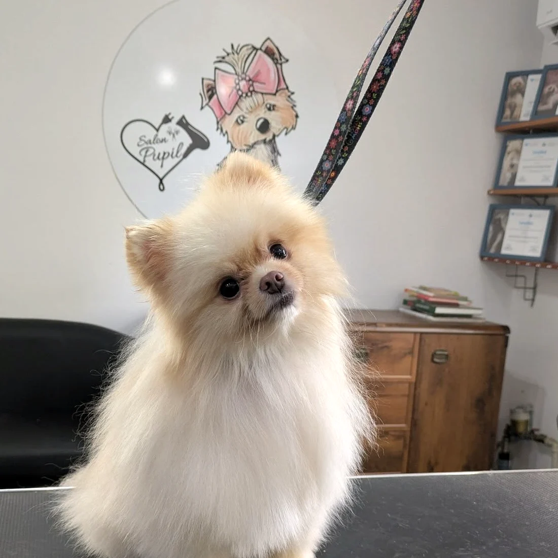 Pomeranian po strzyżeniu w Salonie Pupil w Szprotawie, za nim okrągły szyld salonu