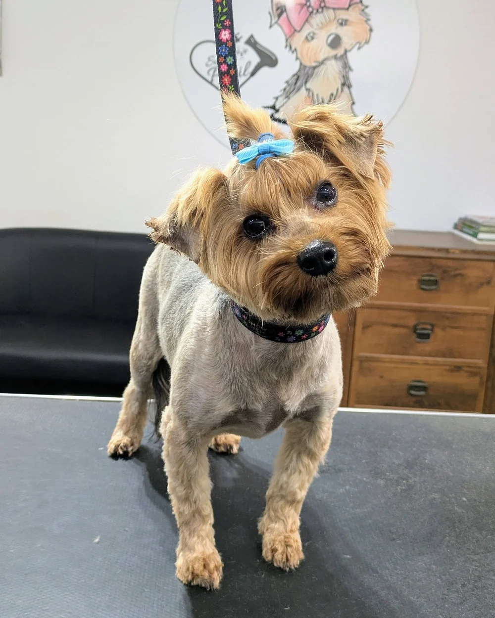 Yorkshire terrier z niebieską kokardką